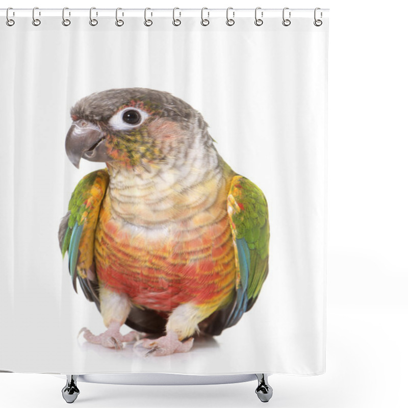 Personality  Conure In Studio Shower Curtains