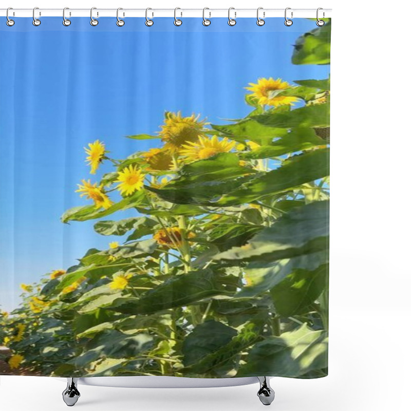 Personality  Vertical Screen :Sunflower Petals Frame Lush Biofarm Ecosystem, Reflecting Natural Beauty. Thriving Sunflower Stalks Enhance Biofarm Fields, Supporting Balanced Ecosystem. Shower Curtains