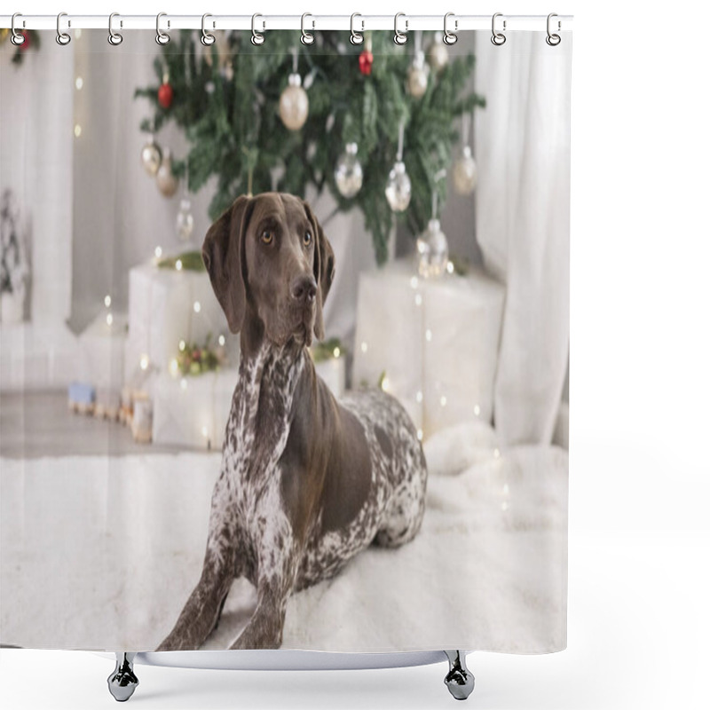 Personality  GSP Dog Laying Down In Front Of Christmas Tree Shower Curtains