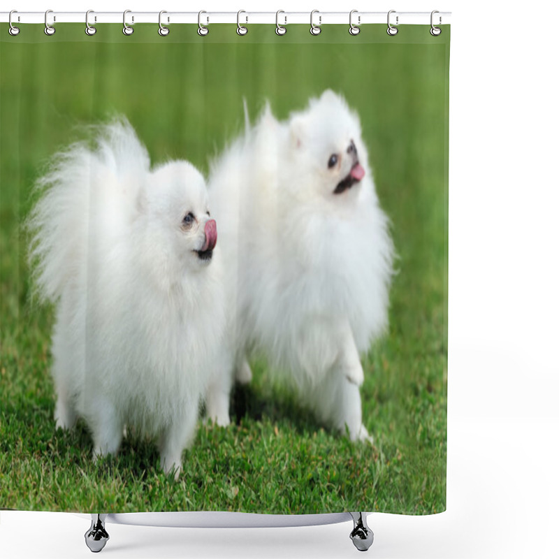 Personality  White Pomeranian Dog Shower Curtains