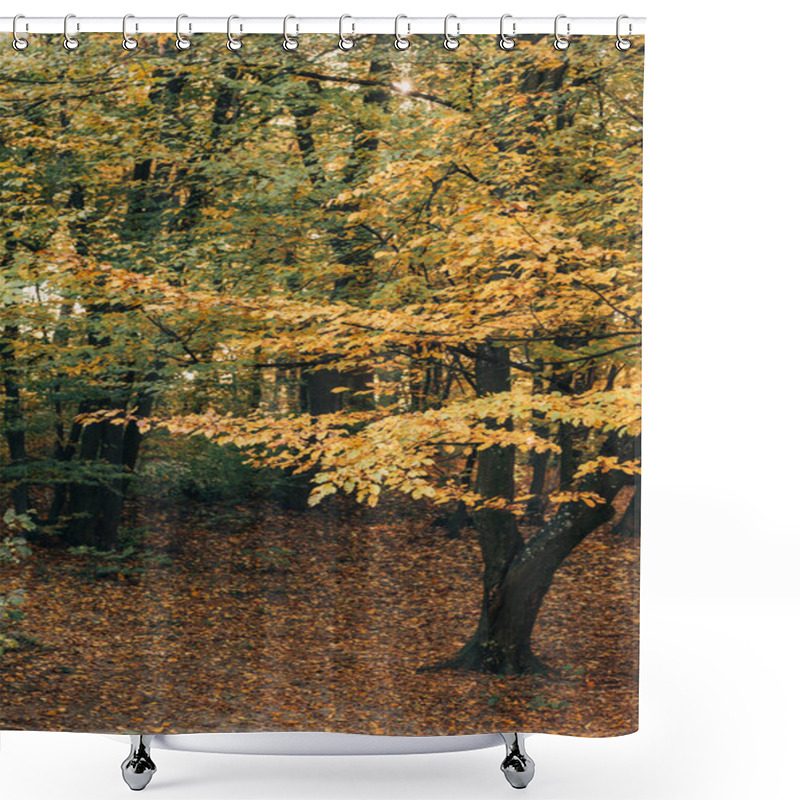 Personality  Autumnal Trees With Yellow And Green Leaves On Twigs In Peaceful Forest Shower Curtains