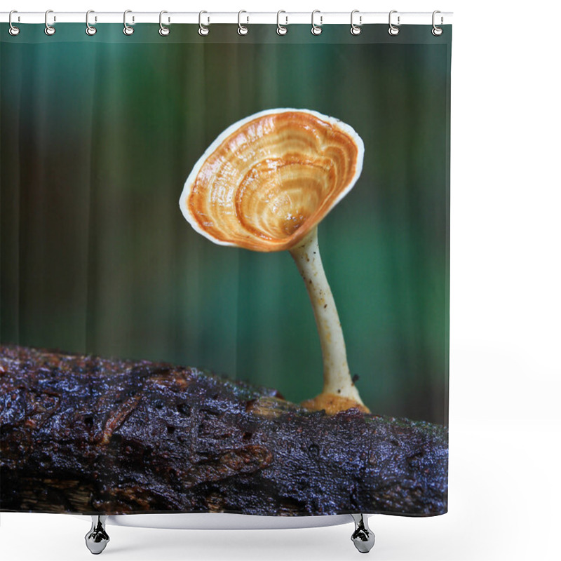 Personality  Mushrooms Shower Curtains