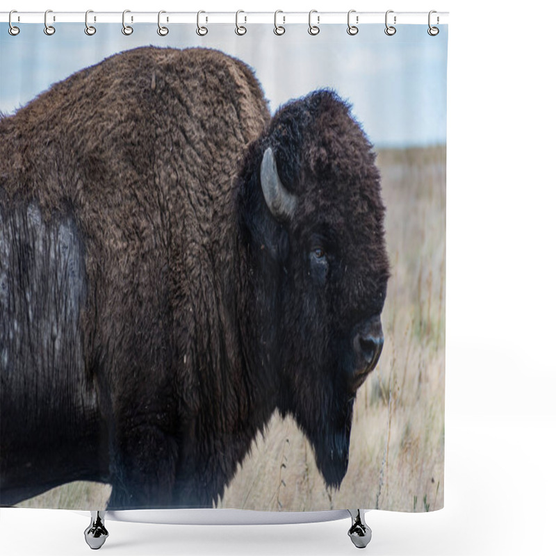 Personality  American Bison In The Field Of Antelope Island SP, Utah Shower Curtains