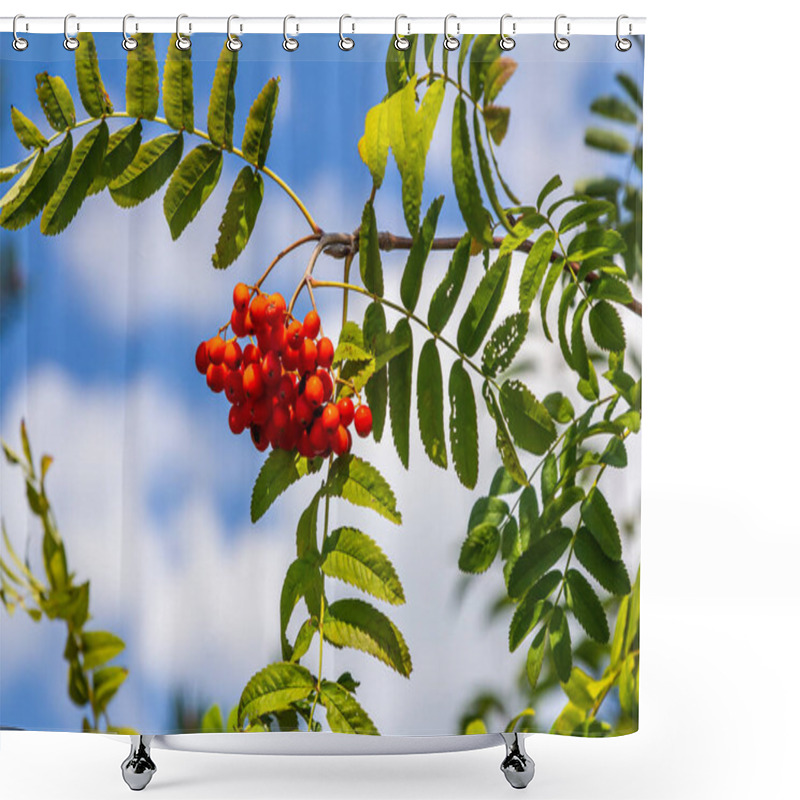 Personality  A Bunch Of Red Rowan Berries On A Tree. Shower Curtains