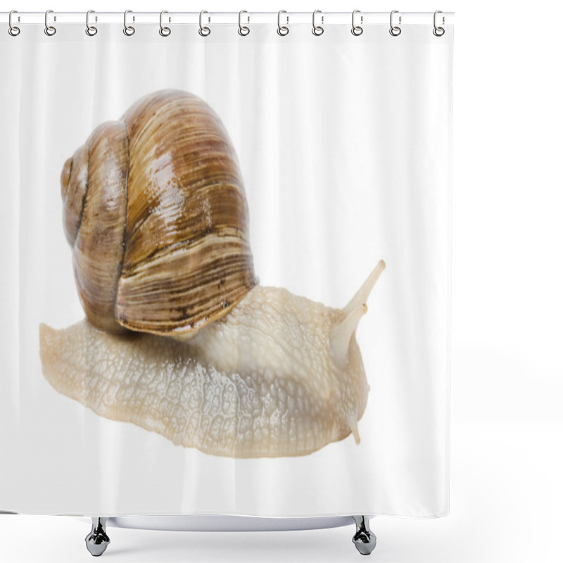 Personality  Helix Pomatia Shower Curtains