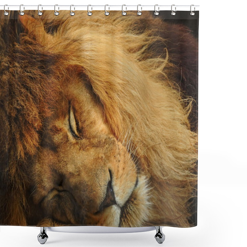 Personality  Sleeping Lion Shower Curtains