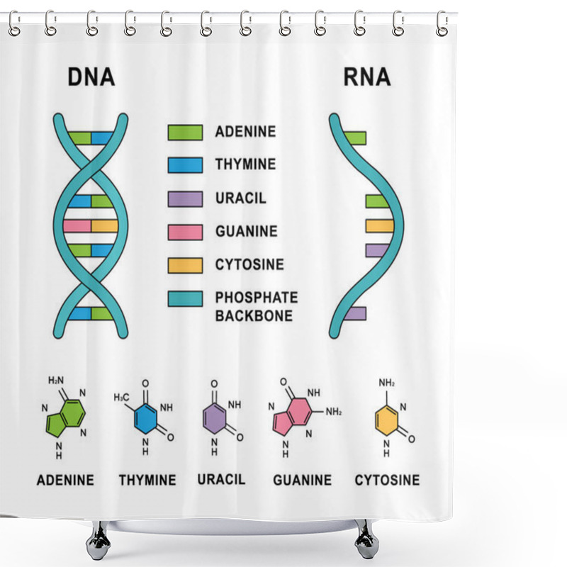 Personality  Deoxyribonucleic Acid And Ribonucleic Acid Spirals With Nucleobases Molecular Formulas. DNA And RNA Molecule With Nucleobases Structure Description - Cytosine, Guanine, Adenine, Uracil, Thymine. Shower Curtains