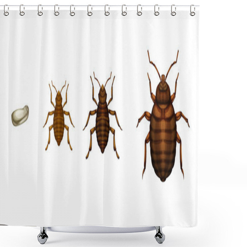 Personality  Bed Bug Life Cycle - Cimex Lectularius Shower Curtains