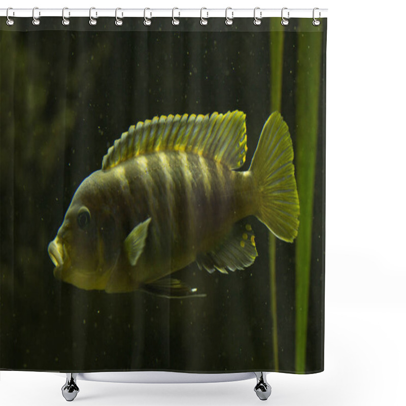 Personality  Zebra Mbuna (Maylandia Zebra). Shower Curtains