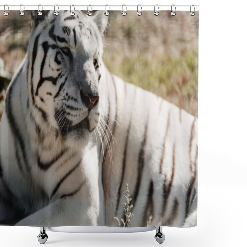 Personality  Selective Focus Of White Tiger Lying Outside In Zoo  Shower Curtains