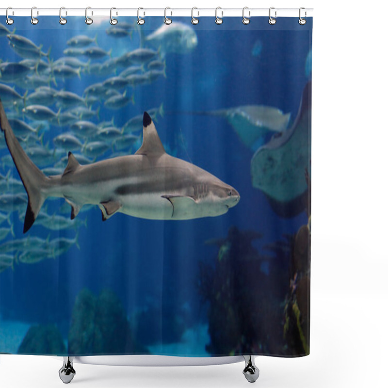 Personality  Lisbon Oceanarium Shark Shower Curtains