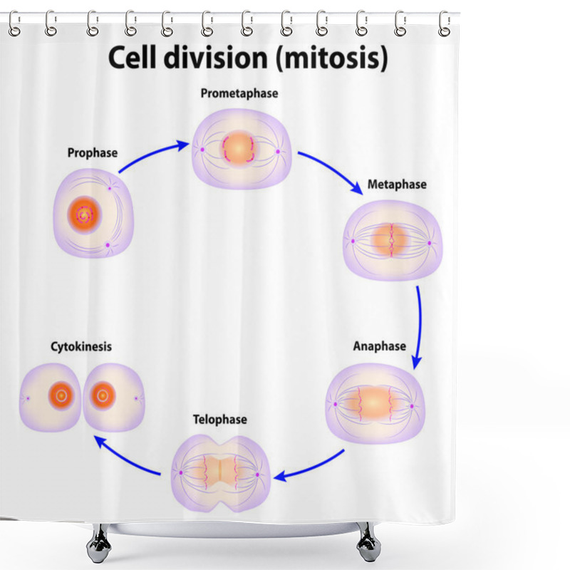 Personality  Cell Division. Mitosis Shower Curtains