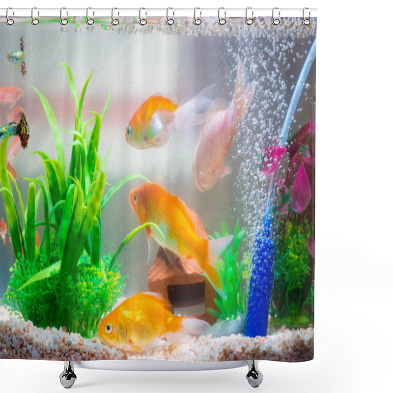 Personality  Little Fish In Fish Tank Or Aquarium, Gold Fish, Guppy And Red F Shower Curtains