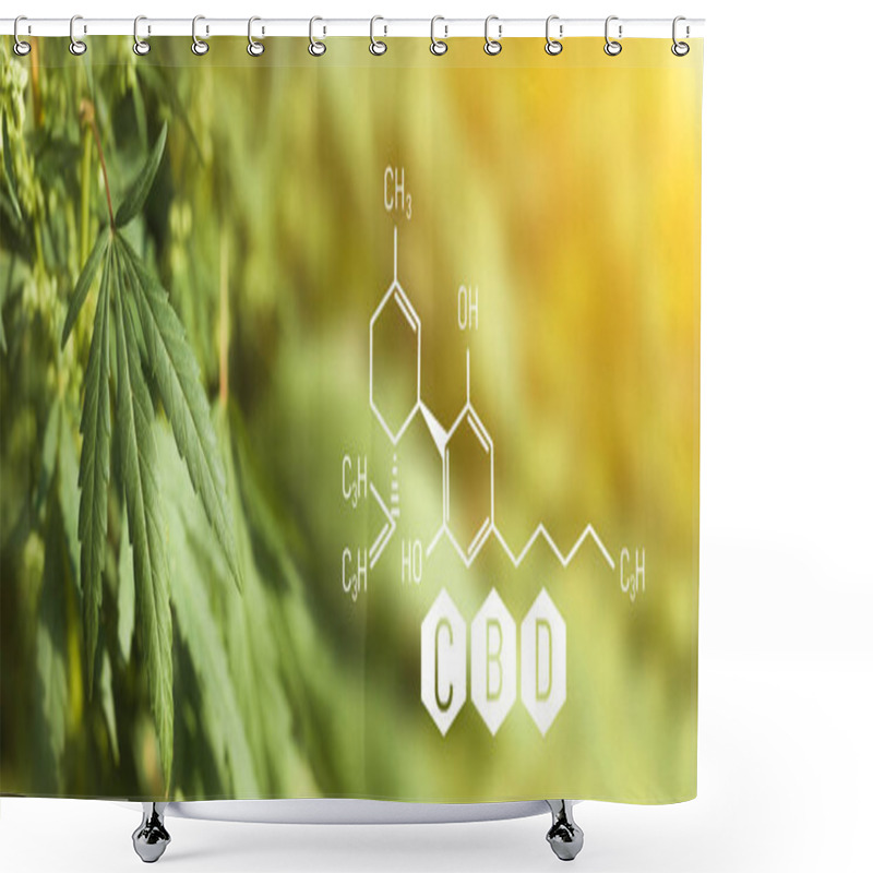 Personality  CBD Chemical Formula, Growing Marijuana, Cannabinoids And Health, Medical Marijuana, CBD Elements In Cannabis. Beautiful Background Of Green Cannabis Flowers A Place For Copy Space Shower Curtains