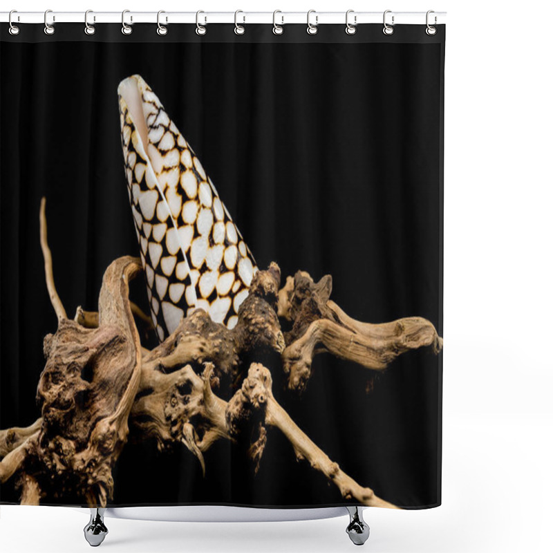 Personality  A Detailed Close-up Of A Conus Marmoreus Shell, Known For Its Marbled Black-and-white Pattern, Elegantly Perched On Driftwood Against A Black Background. Perfect For Marine And Nature Themes Shower Curtains