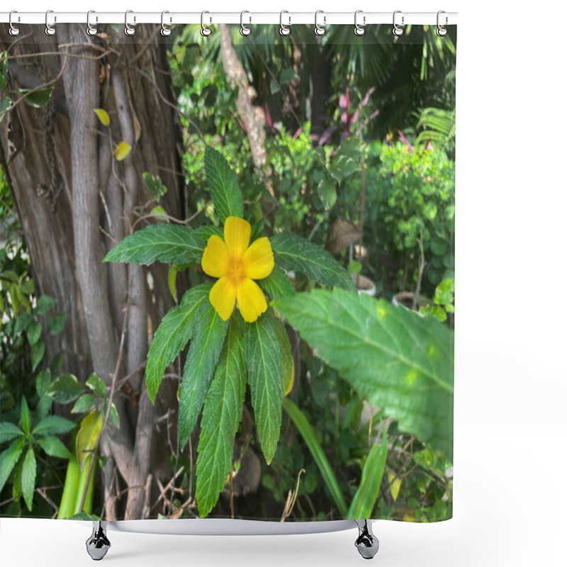 Personality  Turnera Ulmifolia, With Its Bright Yellow, Five-petaled Flowers, Stands Out Vividly Against The Textured Backdrop Of Tree Bark. Shower Curtains