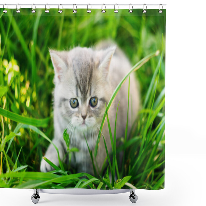 Personality  A Little British Kitten Sits In The Green Grass Shower Curtains