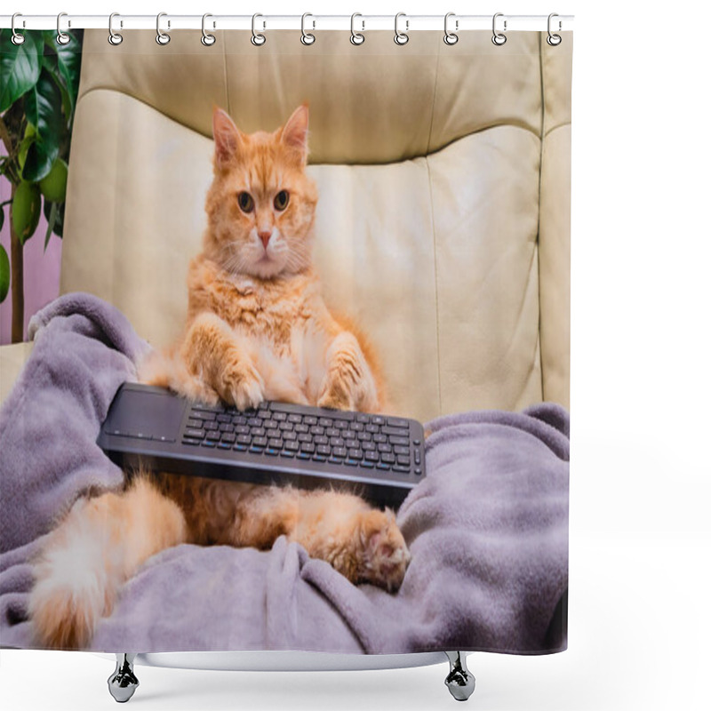 Personality  Cat Seating Like A Human On The Cough Surfing Internet With His Keyboard Shower Curtains