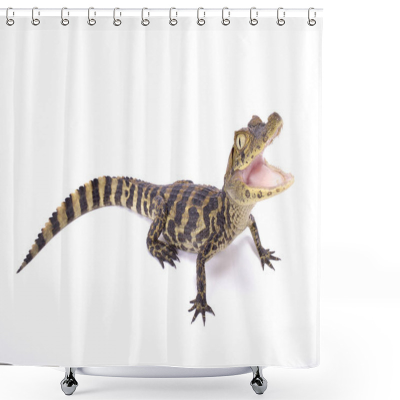 Personality  Broad-snouted Caiman,Caiman Latirostris Shower Curtains