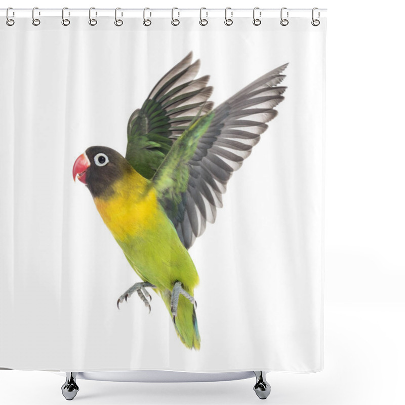 Personality  Yellow-collared Lovebird Flying, Isolated On White Shower Curtains