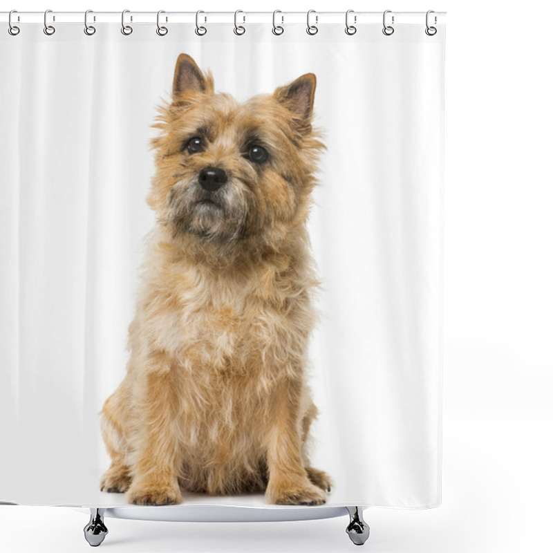 Personality  Cairn Terrier (5 Years Old) In Front Of A White Background Shower Curtains