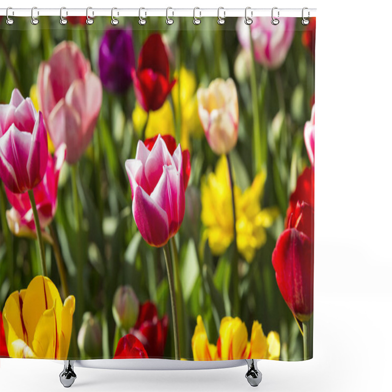 Personality  Bed Of Tulips Growing In Spring Garden Shower Curtains