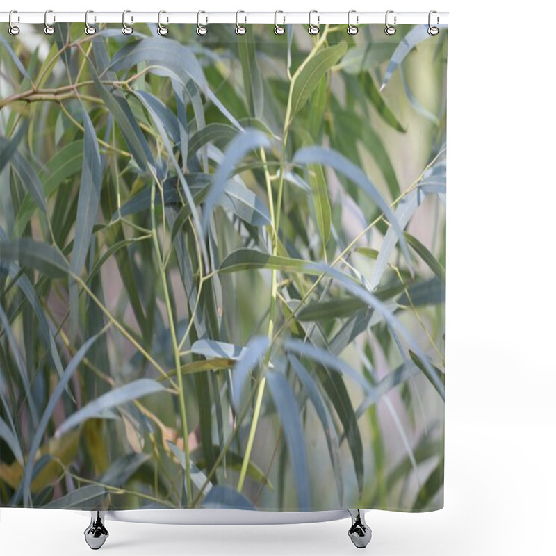 Personality  Gum Leaves Shower Curtains