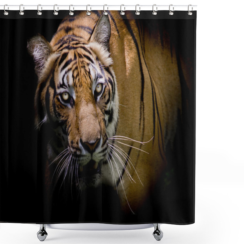 Personality  Tiger Looking His Prey And Ready To Catch It. Shower Curtains