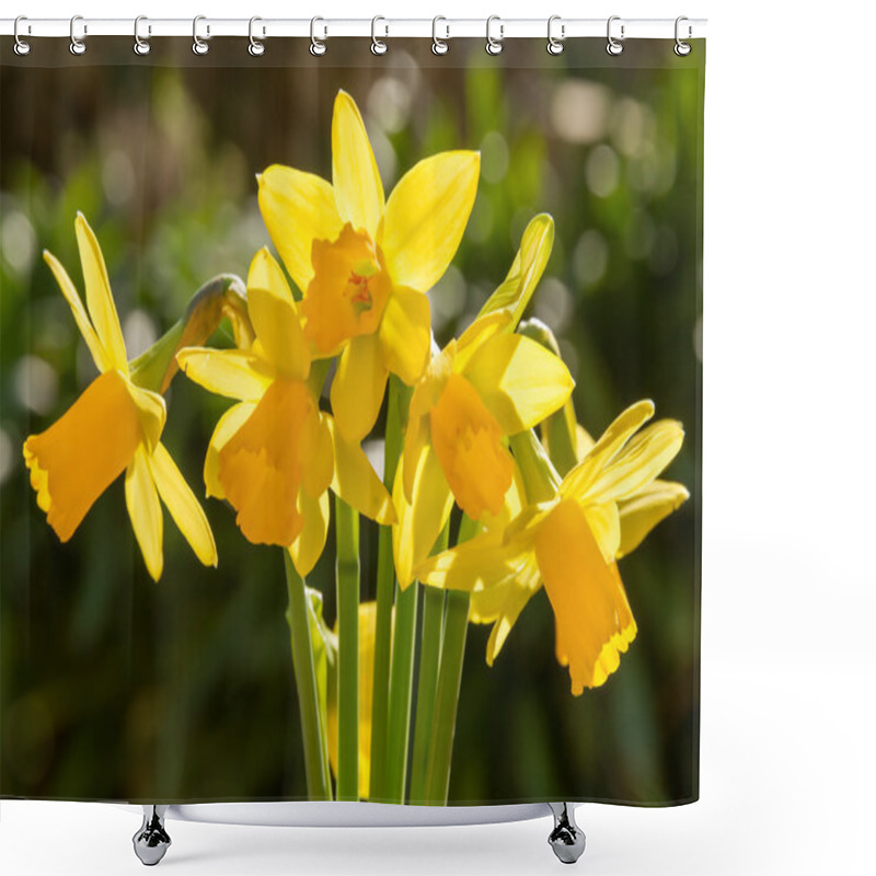 Personality  A Bunch Of Miniature Daffodils Shower Curtains