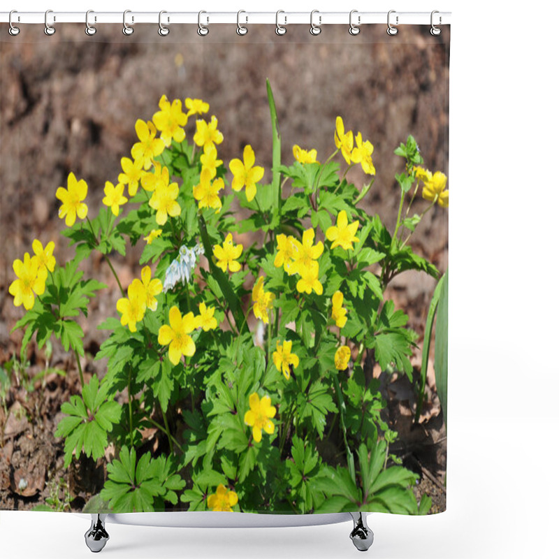 Personality  Yellow Anemone (Anemone Ranunculoides) Shower Curtains