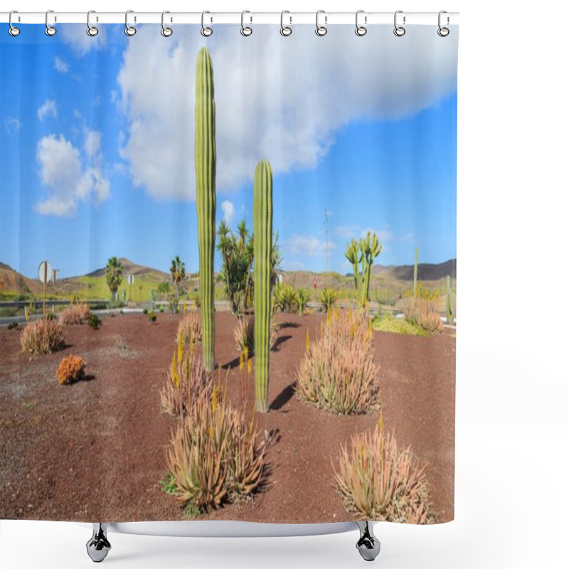 Personality  Large Tall Cactus Plants Growing On Fuerteventura Among Other Tropical Plants Near Road To Las Playitas Town, Canary Islands, Spain Shower Curtains