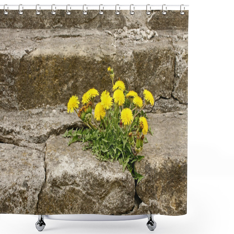 Personality  First Dandelion On Concrete Staircase Shower Curtains