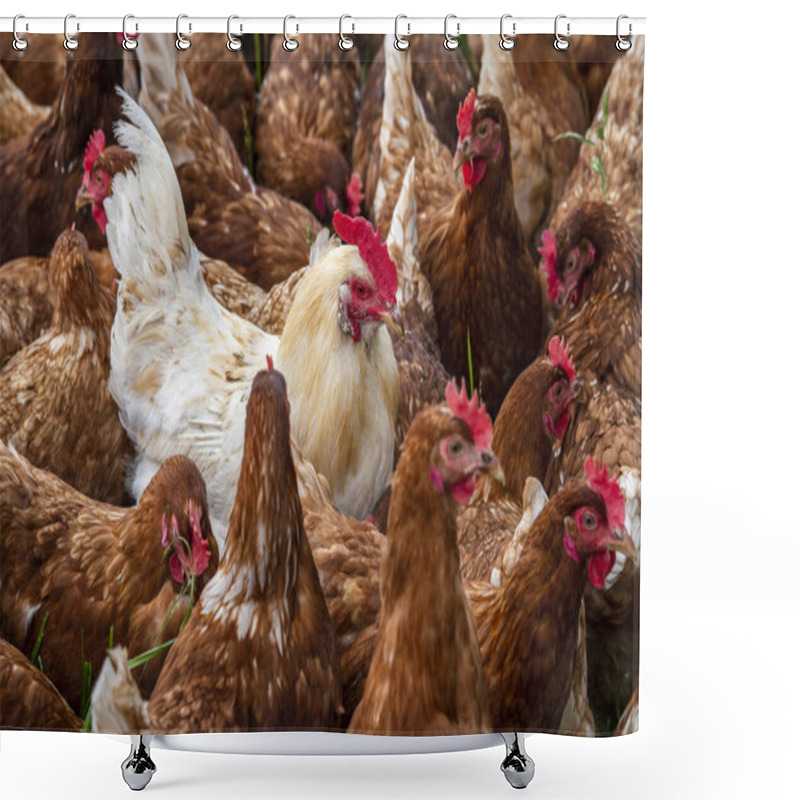 Personality  Chicken In Free Range Outdoor Shower Curtains