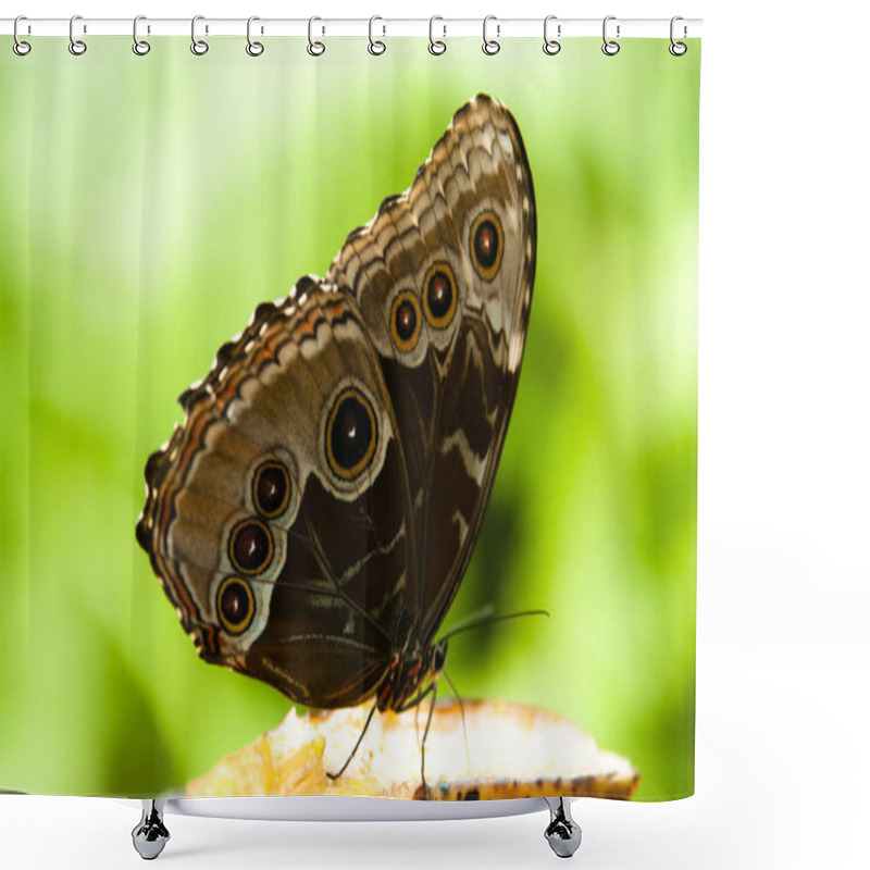 Personality  Butterfly Shower Curtains