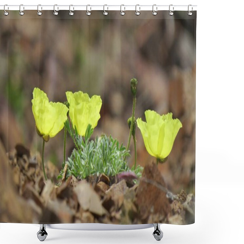 Personality  Arctic Poppy (Papaver Lapponicum) Yellow Wildflowers In Denali National Park & Preserve, Alaska Shower Curtains