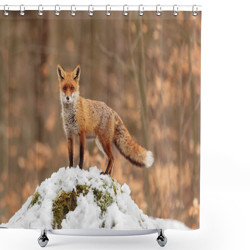 Personality  Male Red Fox (Vulpes Vulpes) Standing On A Mound Of Snow With An Orange Background Shower Curtains