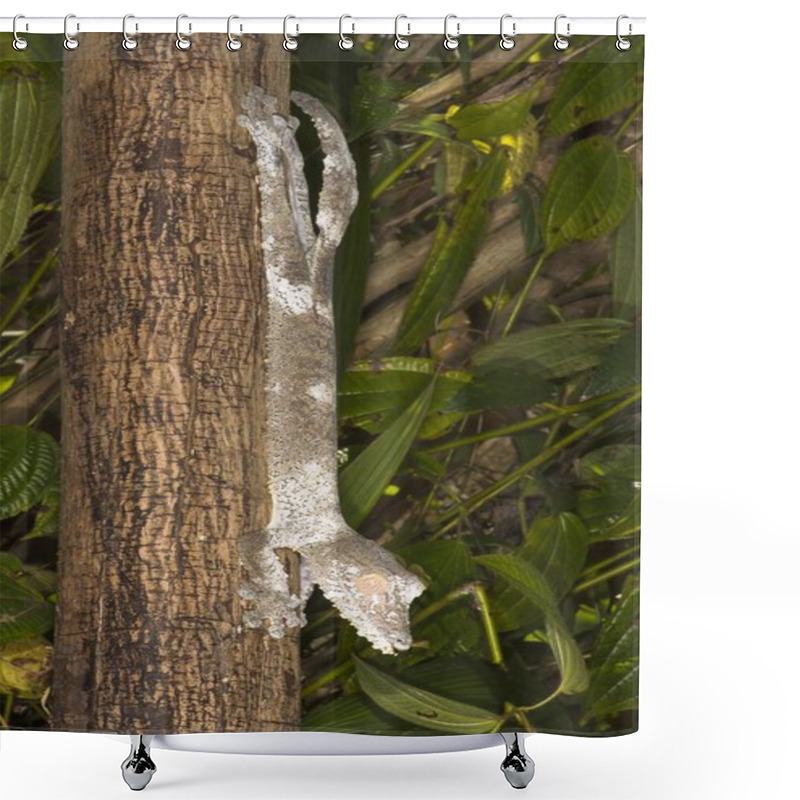 Personality  Leaf-tailed Gecko (Uroplatus Fimbriatus), Madagascar, Africa Shower Curtains