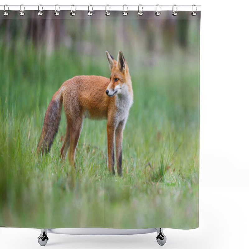 Personality  Wild Red Fox Cub Shower Curtains