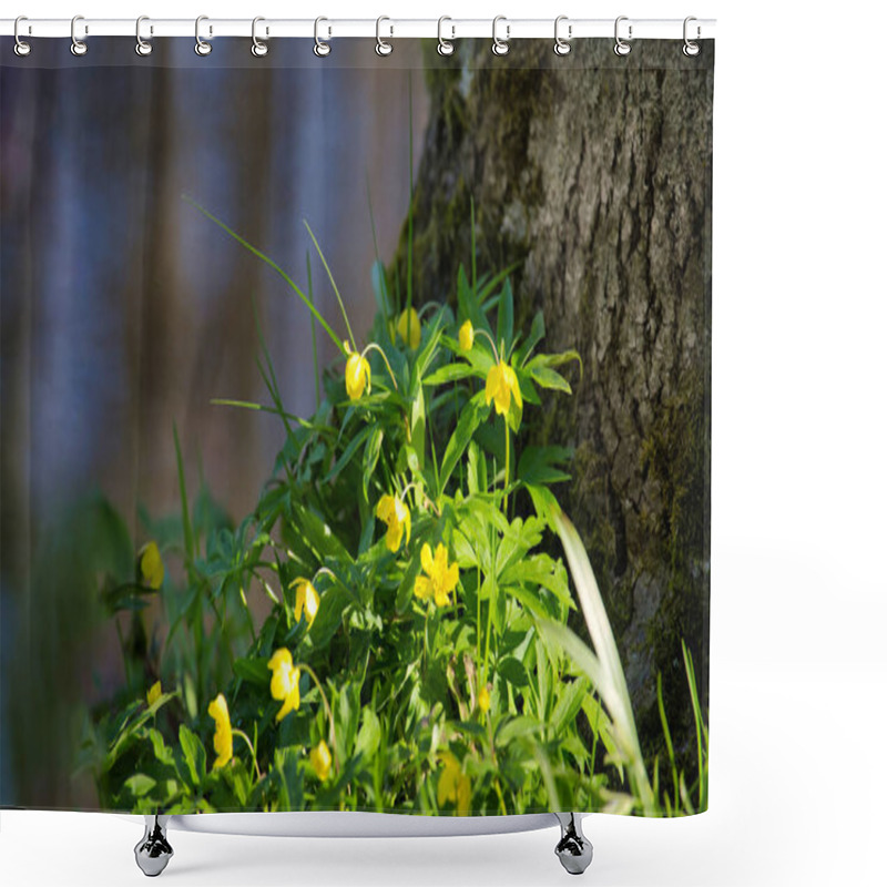 Personality  A Cluster Of Yellow Anemone Flowers Blooms At The Base Of A Mossy Tree, Illuminated By Sunlight In A Natural Woodland Setting. Shower Curtains