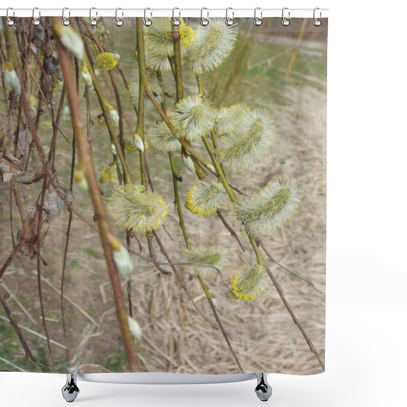 Personality  Flowering Pussy Willow Branch - Stock Illustration Shower Curtains