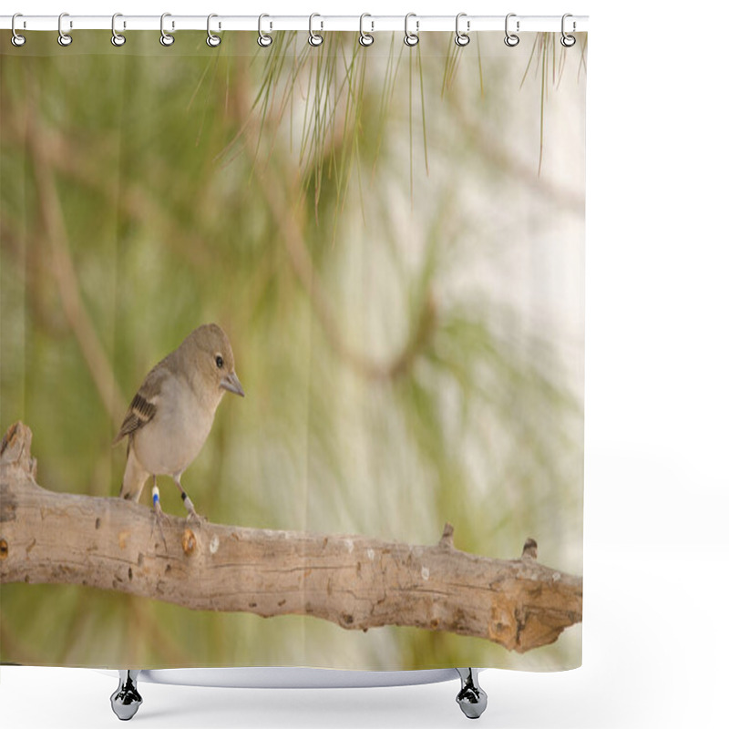 Personality  Female Gran Canaria Blue Chaffinch Fringilla Polatzeki. Alsandara Mountain. Integral Natural Reserve Of Inagua. Gran Canaria. Canary Islands. Spain. Shower Curtains