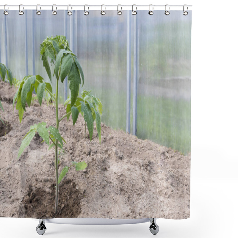 Personality  Eco-friendly Tomatoes Growing In A Greenhouse In The Ground. The Concept Of Caring For Tomato Seedlings, Disease Treatment And Watering, Protection Against Late Blight Shower Curtains