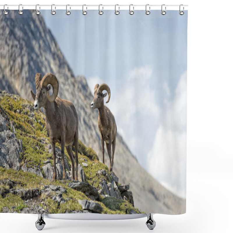 Personality  Big Horn Sheep Portrait While Walking On The Mountain Edge Shower Curtains