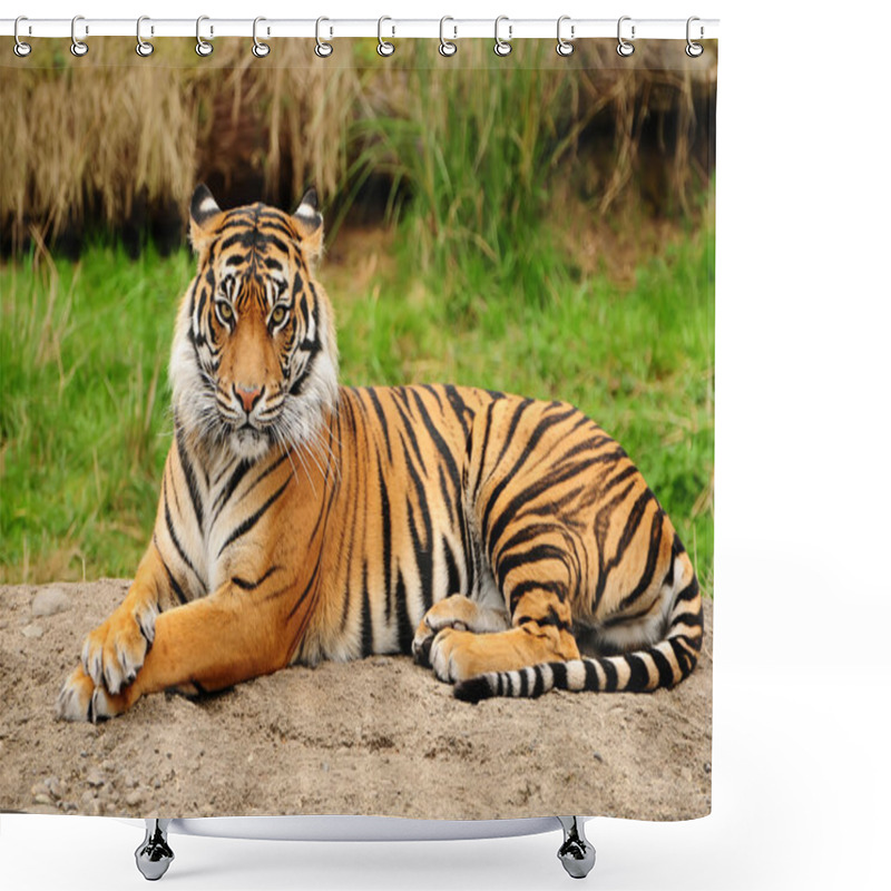 Personality  Majestic Bengal Tiger Shower Curtains