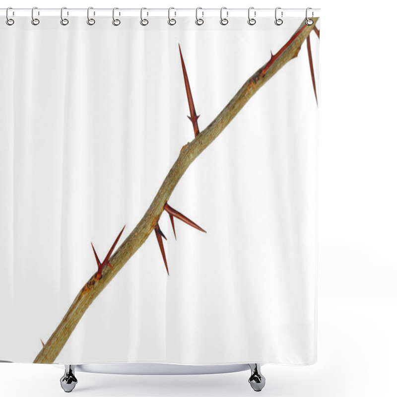 Personality  A Branch Of A Tree With Sharp Long Xiphoid Thorns On A White Background Shower Curtains