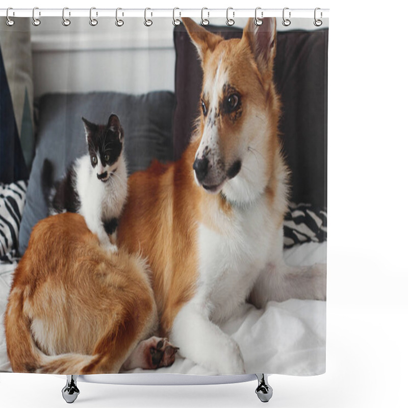 Personality  Cute Little Kitty Sitting On Big Golden Dog On Bed With Pillows In Stylish Room. Adorable Black And White Kitten And Puppy With Funny Emotions Playing Together On Blanket. Best Friends Shower Curtains