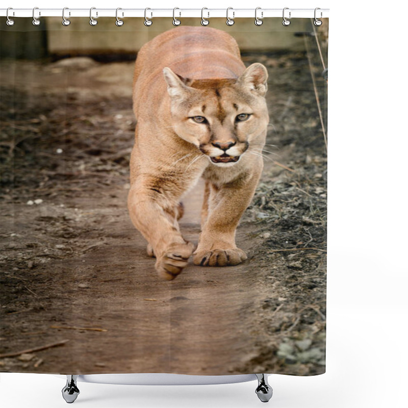 Personality  Puma, A Beautiful Predator And A Resident Of The Zoo, A Dangerous Animal, Zoos Of Ukraine. Shower Curtains