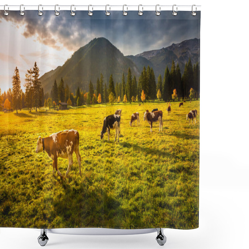 Personality  Cows Grazing In Alps At Autumn, Karwendel Mountains In Innsbruck, Tyrol Shower Curtains