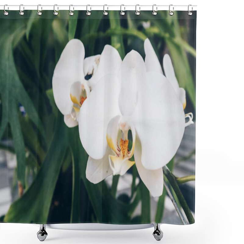 Personality  White Orchid. The Plant Of Moon Phalaenopsis Featuring Orchid Moon Phalaenopsis White Petals. The Botanical Family Of Moon Phalaenopsis Is Orchidaceae Shower Curtains