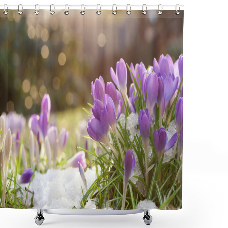 Personality  Crocus Flowers, Spring Flora Shower Curtains